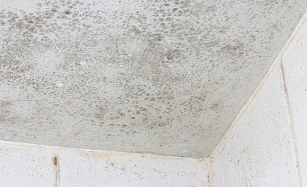Mold Remediation by What's Next Emergency Response