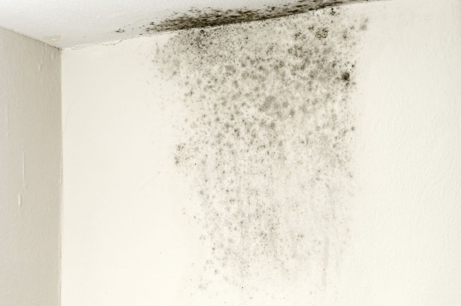 Mold Remediation by What's Next Emergency Response